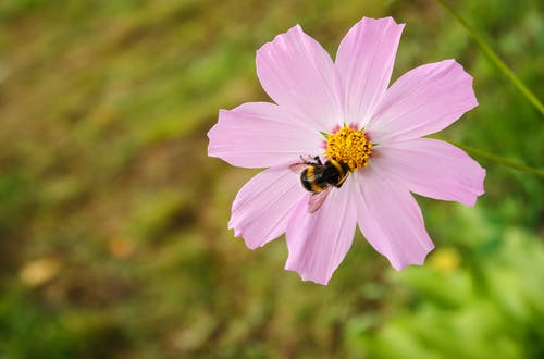 有关授粉, 植物群, 特写的免费素材图片