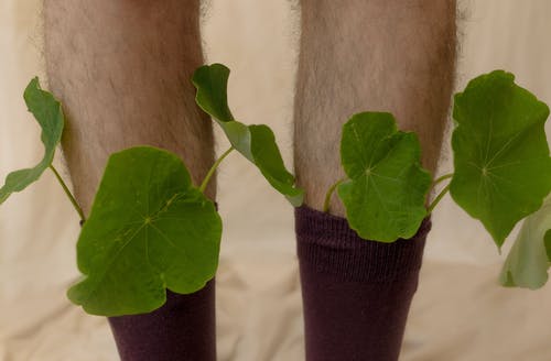 人膝上的绿色植物 · 免费素材图片