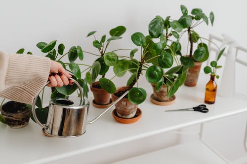 有关修剪指甲, 剪刀, 噴壺的免费素材图片