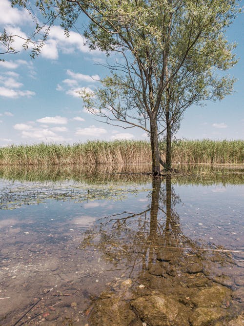 有关平静的水, 樹, 清澈的水的免费素材图片