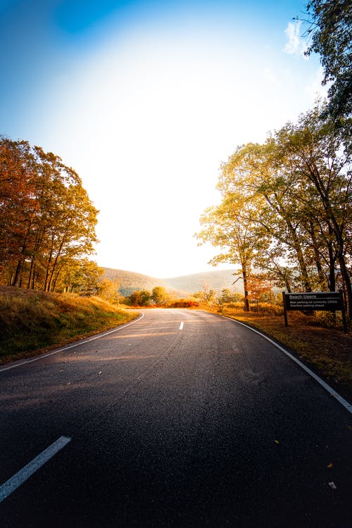 有关垂直拍摄, 樹木, 沥青路面的免费素材图片
