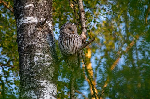 有关乌拉尔猫头鹰, 分公司, 夜晚的的免费素材图片