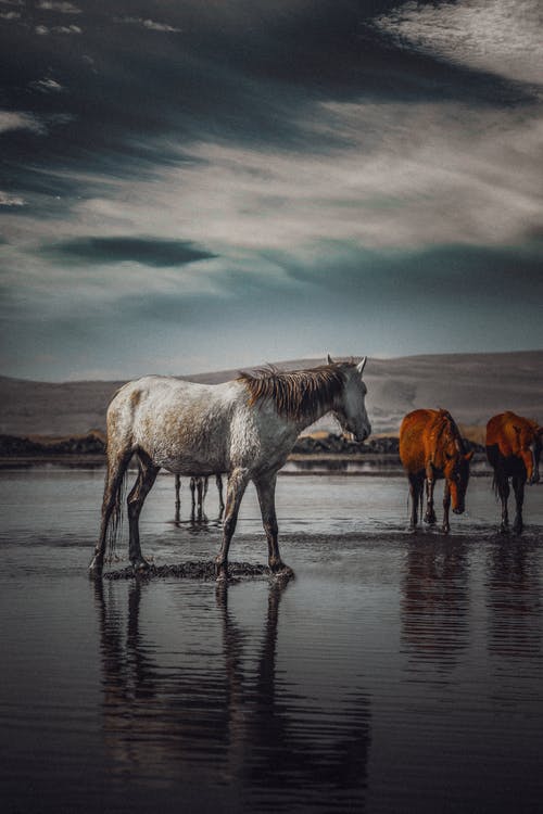 有关一群動物, 一起, 冷靜的免费素材图片
