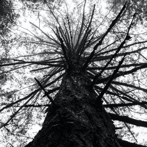 有关乾枯, 低角度拍摄, 光秃秃的的免费素材图片