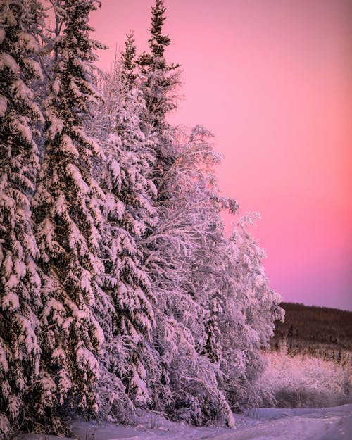 有关下雪的, 冬季, 冷冰的的免费素材图片