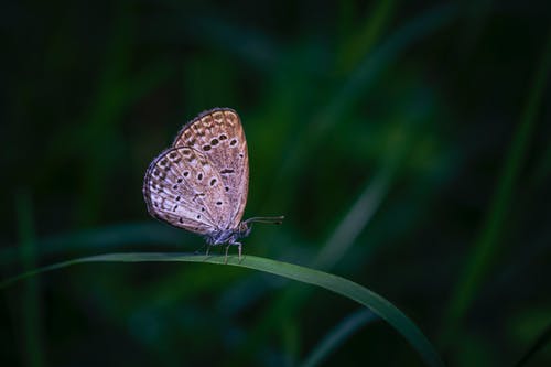 有关宏觀, 昆蟲學, 棲息的免费素材图片
