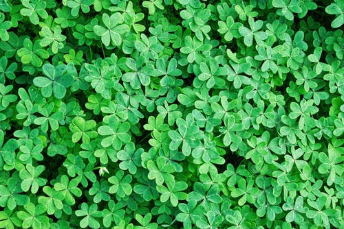 有关三葉草, 增長, 天性的免费素材图片