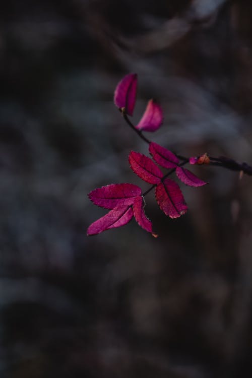 倾斜镜头中的紫色和粉红色花朵 · 免费素材图片