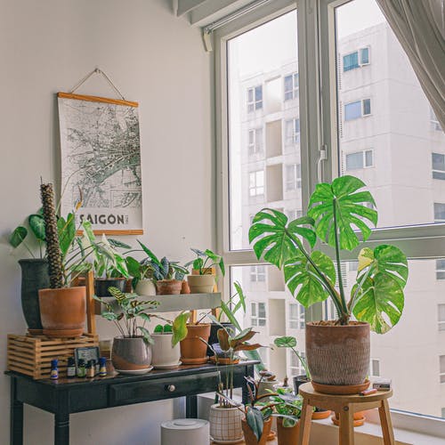 有关＃室内, 室內植物, 家居裝飾的免费素材图片