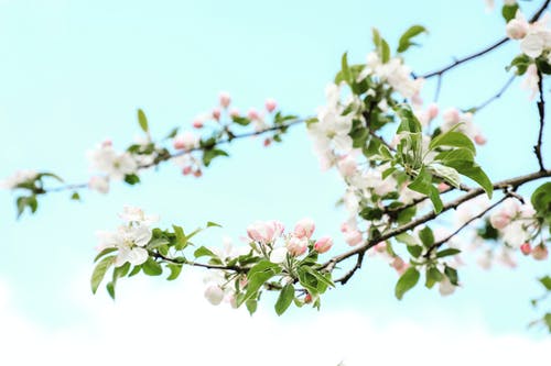 有关低角度拍攝, 分支機構, 天空的免费素材图片