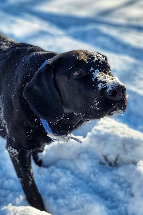 有关動物攝影, 垂直拍摄, 寵物的免费素材图片