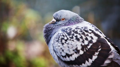有关動物, 動物攝影, 戶外的免费素材图片