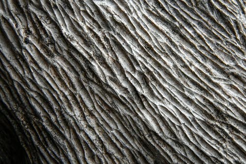 有关原本, 吠, 樹幹的免费素材图片