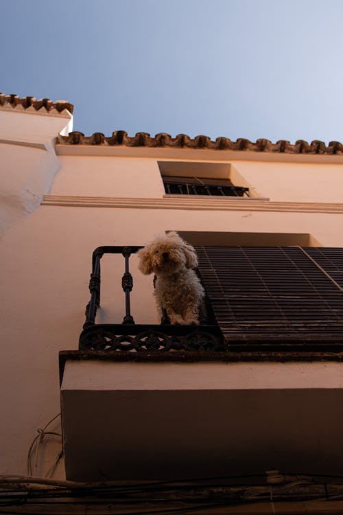 有关低角度拍摄, 垂直拍摄, 寵物的免费素材图片