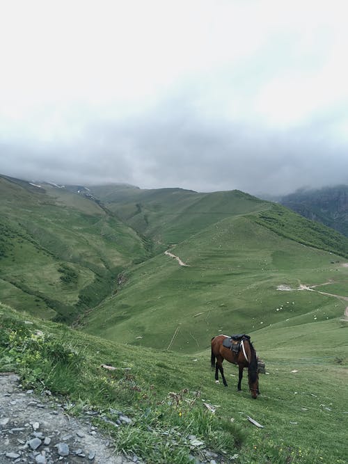 有关吃草, 哺乳動物, 國內的免费素材图片