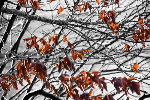 有关下落, 植物學, 植物的的免费素材图片