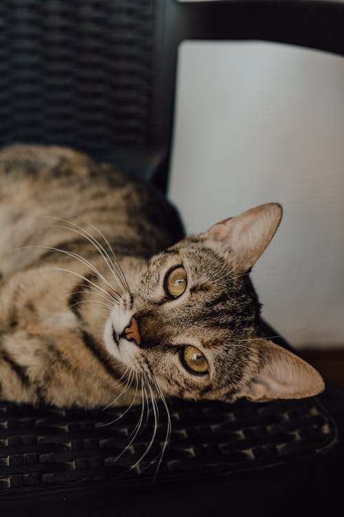 有关動物, 哺乳動物, 垂直拍摄的免费素材图片