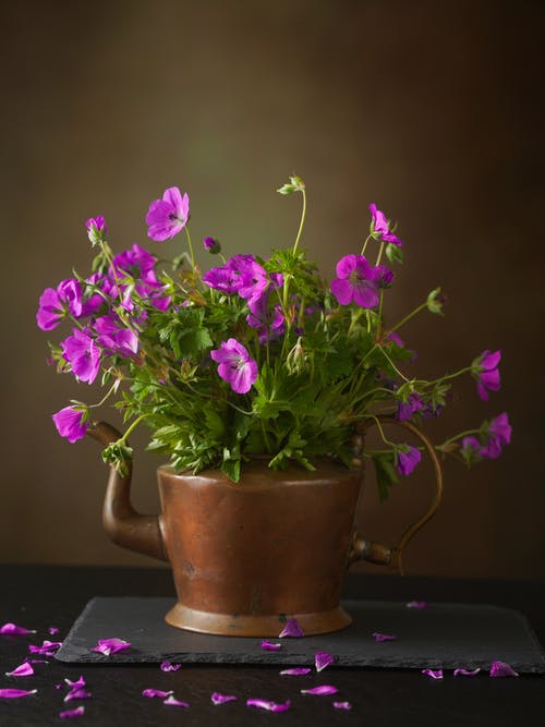 有关垂直拍摄, 天竺葵, 工厂的免费素材图片