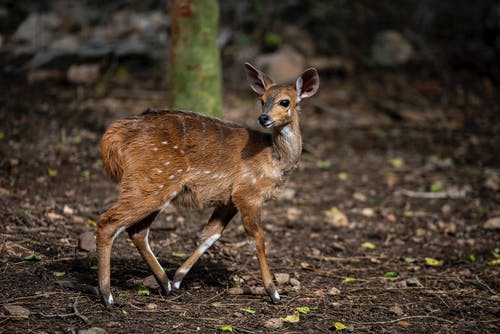 有关側面圖, 公園, 動物的免费素材图片