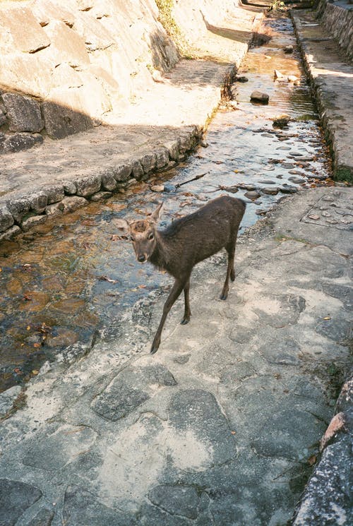 灰色混凝土墙上的棕色鹿 · 免费素材图片
