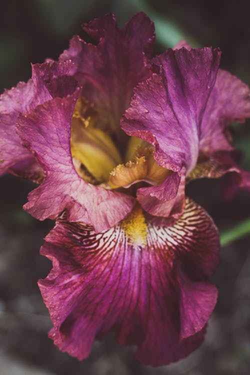 有关卡特兰兰花, 垂直拍摄, 微距拍摄的免费素材图片