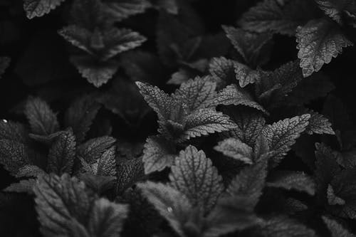 灰度摄影中的绿叶 · 免费素材图片