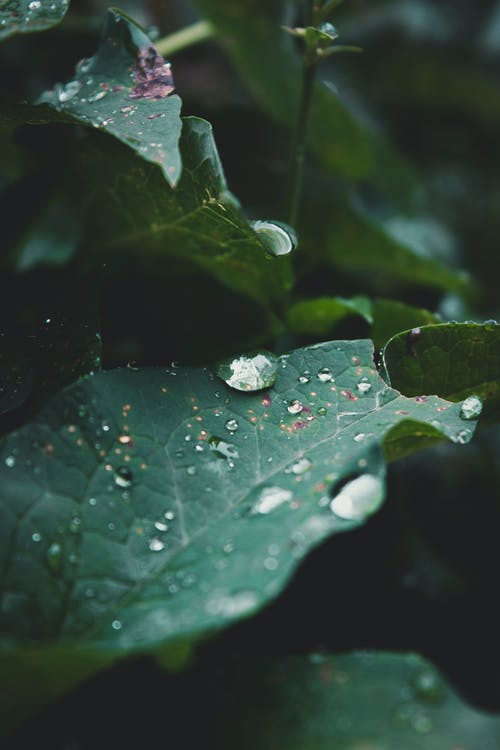 有关垂直拍摄, 天性, 植物學的免费素材图片