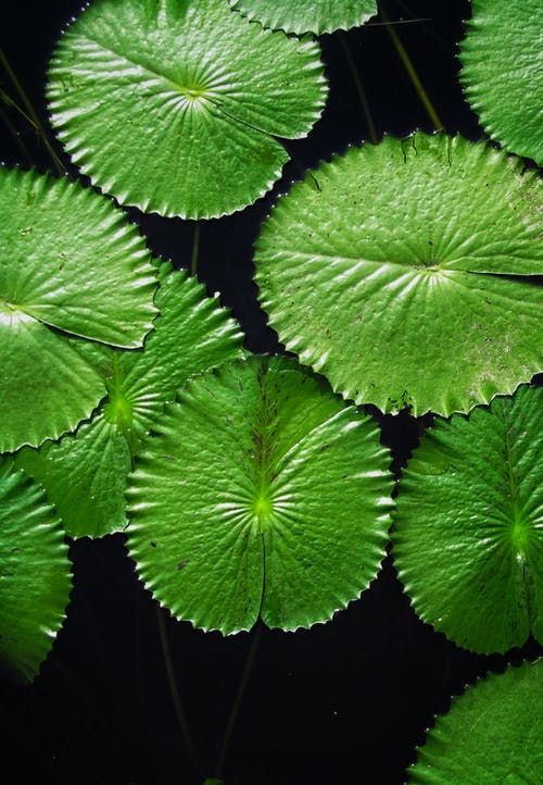 有关俯視圖, 圖案, 垂直拍摄的免费素材图片