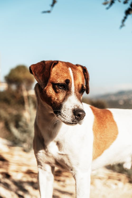 有关傑克羅素, 動物, 動物攝影的免费素材图片