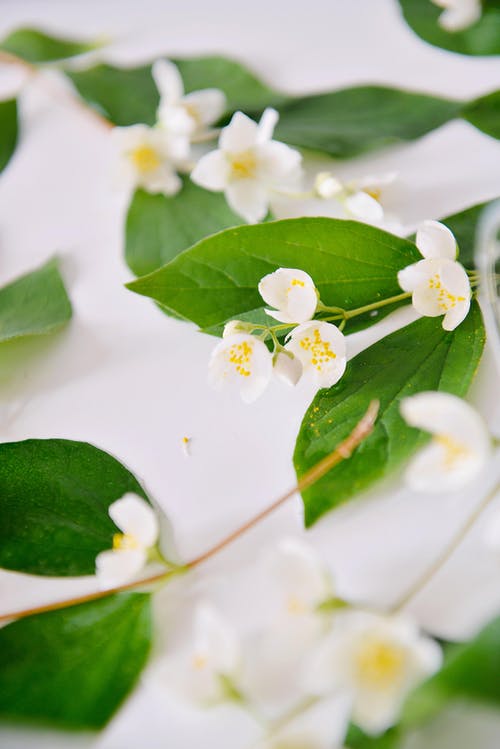 有关垂直拍摄, 季節, 工厂的免费素材图片