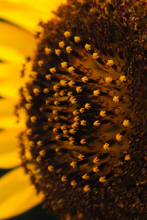 有关垂直拍摄, 微距攝影, 植物群的免费素材图片