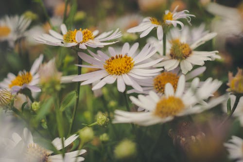 有关綻放, 花, 花卉摄影的免费素材图片