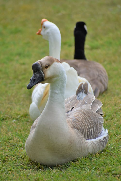 有关休息, 動物, 動物攝影的免费素材图片