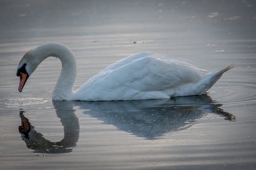 有关動物, 動物攝影, 反射的免费素材图片