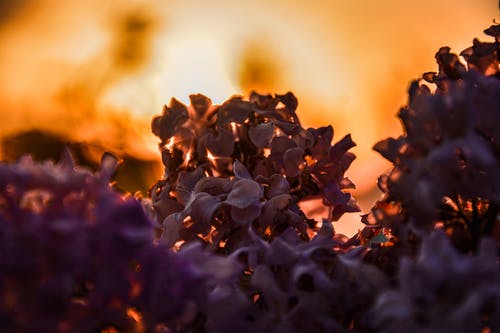 有关微妙, 微距攝影, 植物群的免费素材图片