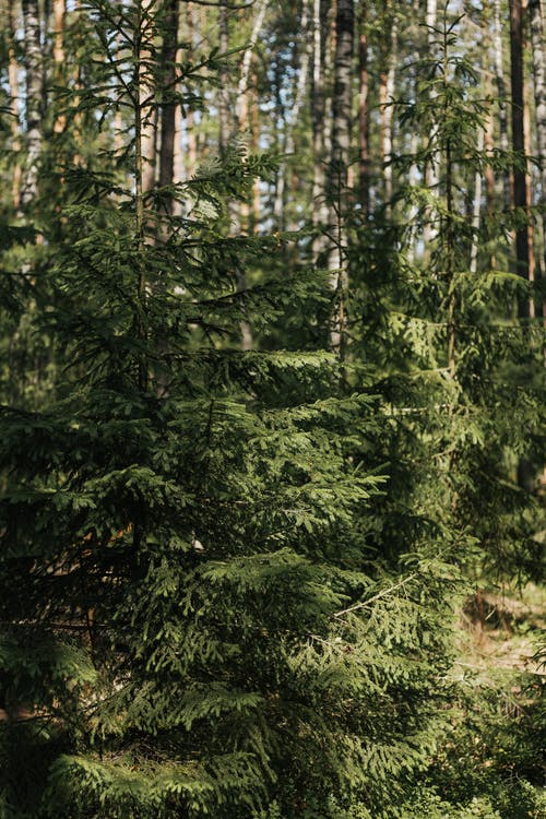 森林中的松树 · 免费素材图片