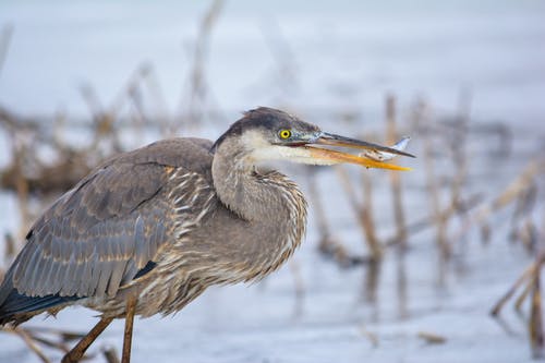有关動物, 動物攝影, 捕捉的免费素材图片