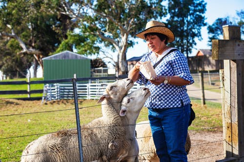 有关人, 女人, 羊的免费素材图片