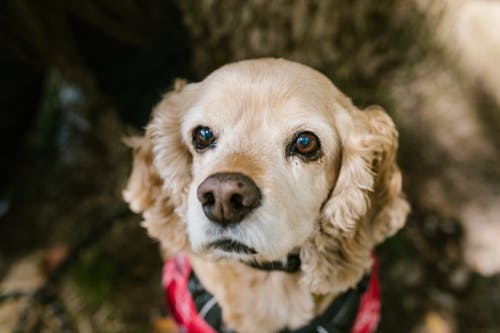 棕色短涂层的狗与红领 · 免费素材图片