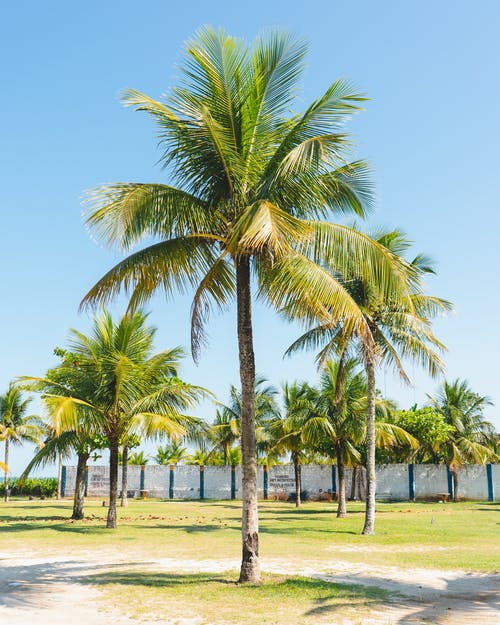 有关垂直拍摄, 晴天, 椰子樹的免费素材图片