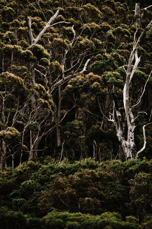 有关垂直拍摄, 增長, 天性的免费素材图片