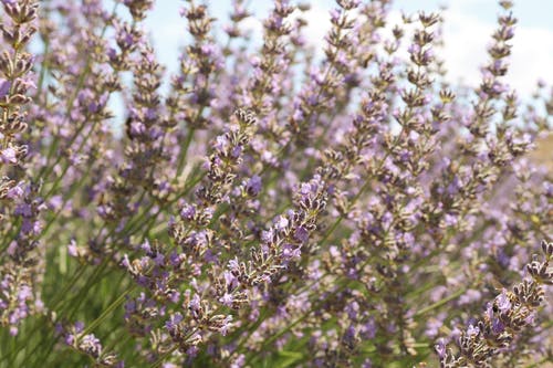 有关增長, 天性, 微妙的免费素材图片