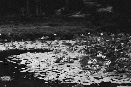 有关天性, 水生植物, 池塘的免费素材图片