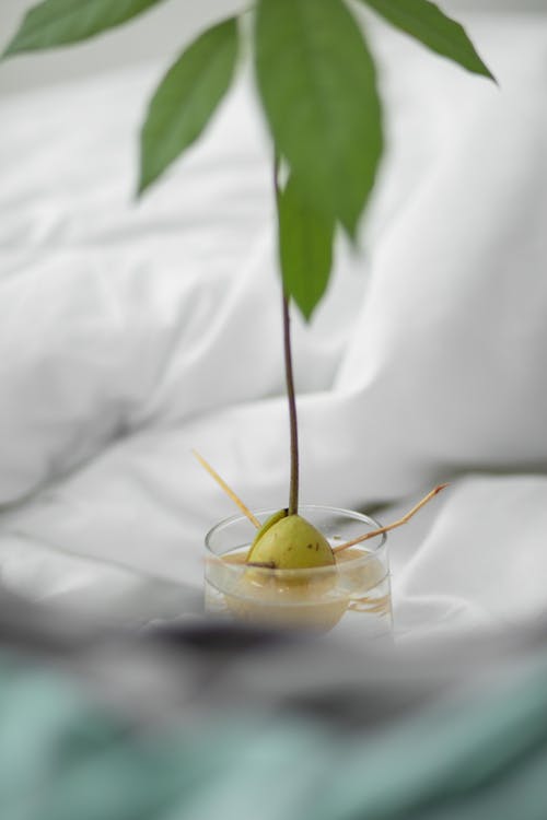 有关发芽, 垂直拍摄, 工厂的免费素材图片