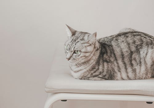 有关動物攝影, 可愛, 可愛的的免费素材图片