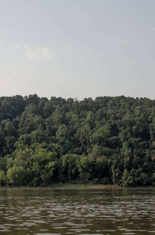 有关垂直拍摄, 天性, 樹木的免费素材图片