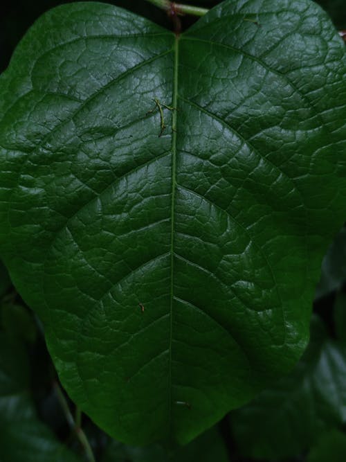 有关微距攝影, 綠色, 線條的免费素材图片