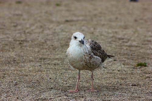 有关海鳥, 海鷗, 特写的免费素材图片