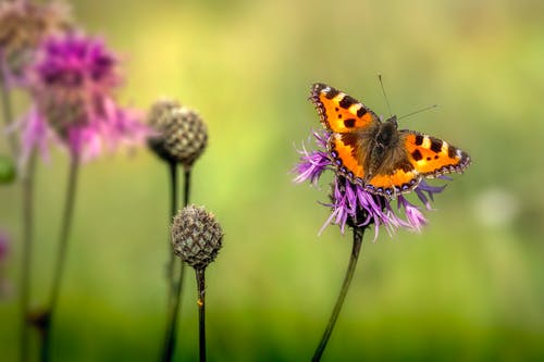 有关壁紙, 天性, 康普顿玳瑁的免费素材图片