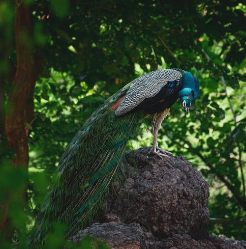 有关垂直拍摄, 孔雀, 岩石的免费素材图片